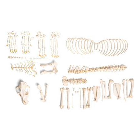 3B SCIENTIFIC Dog skeleton, L, Disarticulated 1020993